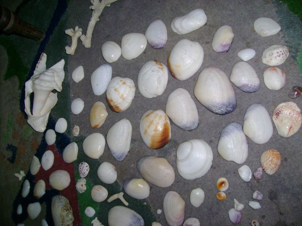 A glimpse of our shell collection