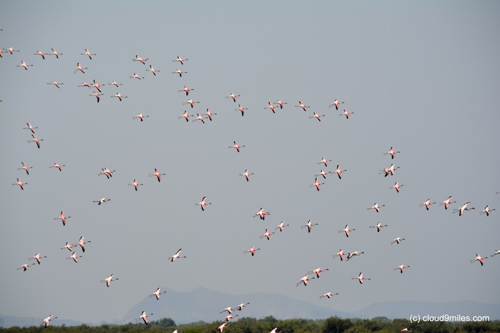 Flock of flamingo coming from creek