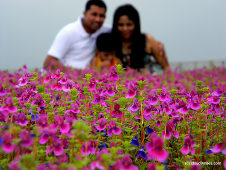 Kaas Plateau – The Valley of Flowers