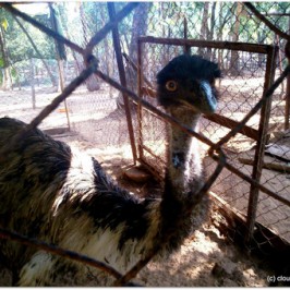 Emu Farming – A neglected opportunity!!!