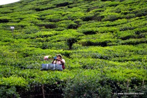 Munnar (22)