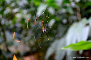 Munnar (31)