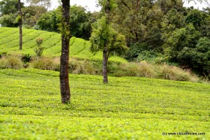 Munnar (48)