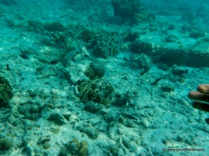 Snorkeling (27)