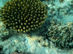 Snorkeling (35)