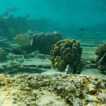 Shipwreck Snorkeling – Bangaram Island