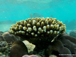 Snorkeling (40)