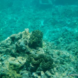 Scuba Diving – Kadmat Island