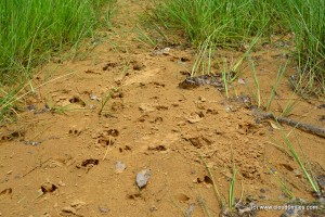 Footprints of deer!